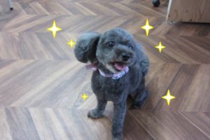 キラキラトイプードル