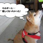 上向き柴犬
