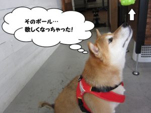 上向き柴犬