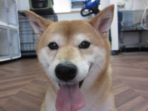 施術後柴犬