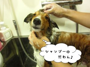 シャンプー中シェルティー