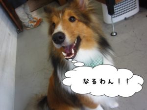 施術後シェルティー