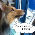 横顔シェルティー