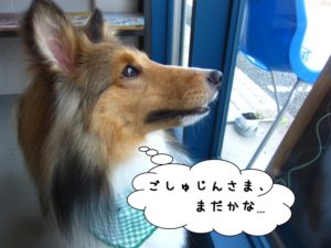 横顔シェルティー