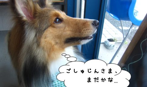 横顔シェルティー