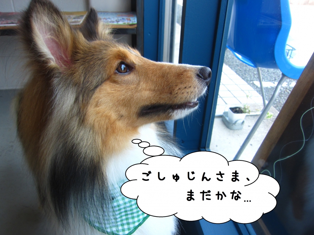 横顔シェルティー