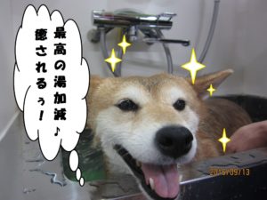 スパ中柴犬
