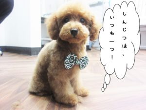 カット後トイプードル