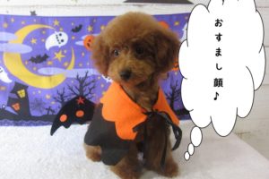 ハロウィントイプードル