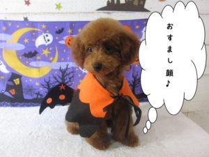ハロウィントイプードル