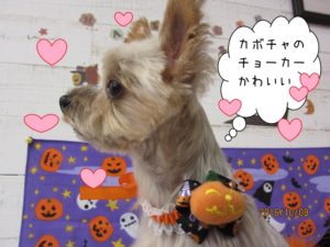 カット後ヨーキー