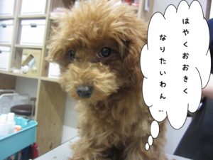 カット前トイプードル