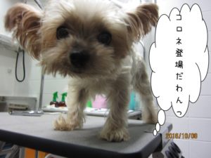 カット前ヨーキー