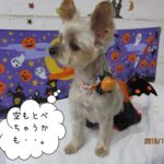 ハロウィンヨーキー
