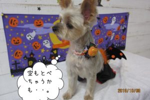 ハロウィンヨーキー