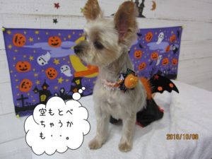 ハロウィンヨーキー