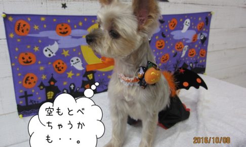 ハロウィンヨーキー