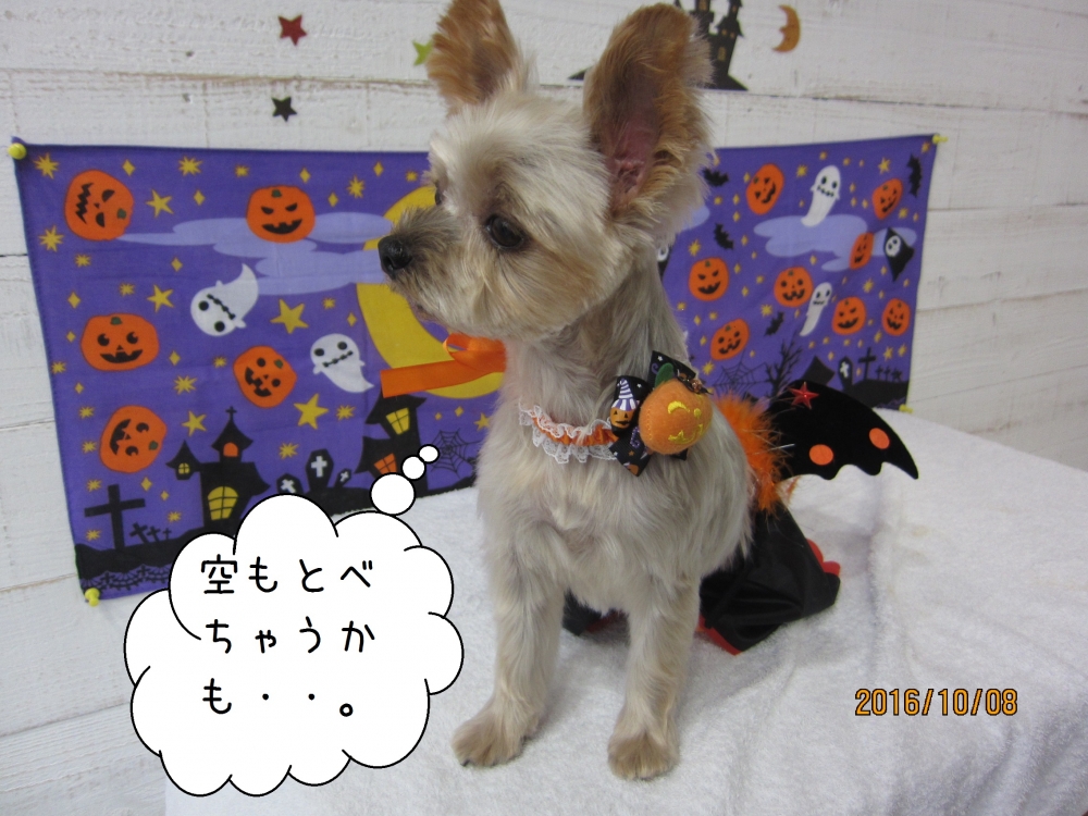 ハロウィンヨーキー