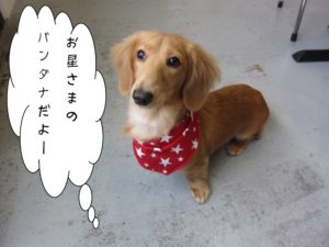 施術後ミニチュアダックス