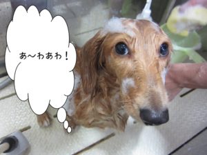 シャンプー中ミニチュアダックス