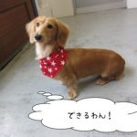 おすわりミニチュアダックス