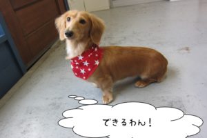 おすわりミニチュアダックス