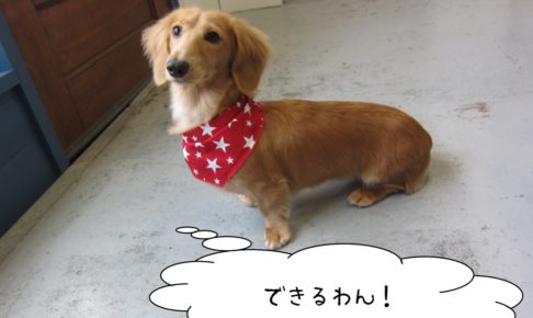 おすわりミニチュアダックス