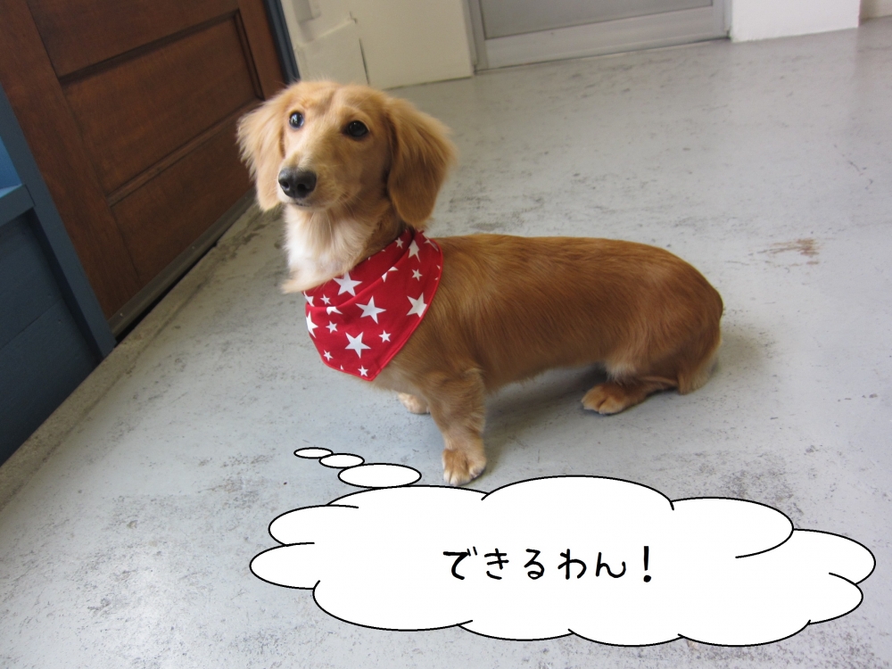 おすわりミニチュアダックス