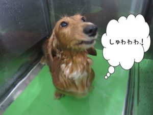 スパ中ミニチュアダックス