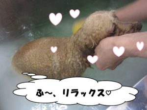 スパ中トイプードル