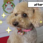 おすましトイプードル