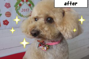 おすましトイプードル