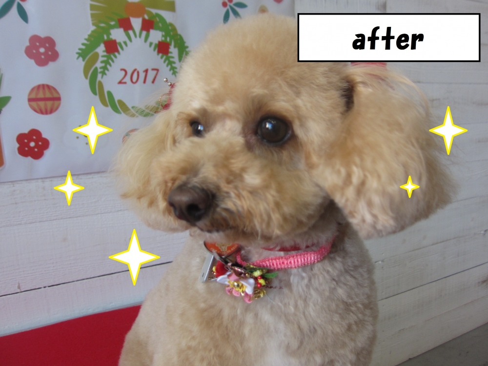 おすましトイプードル