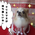 サンタさんチワワ