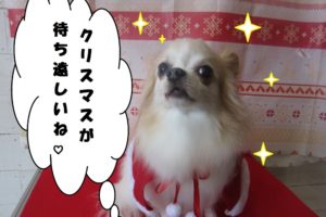 サンタさんチワワ