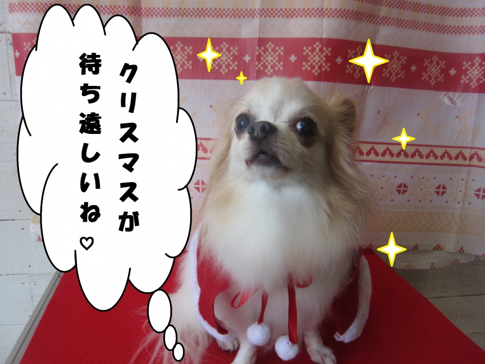 サンタさんチワワ