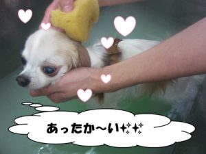 スパ中チワワ