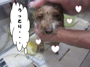シャンプー中トイプードル