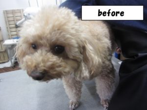 カット前トイプードル