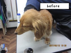 カット前ミニチュアダックス