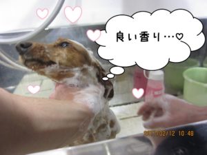 シャンプー中ミニチュアダックス