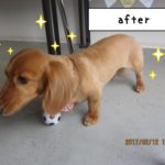 おすましミニチュアダックス