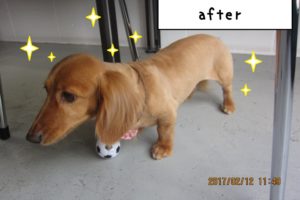 おすましミニチュアダックス