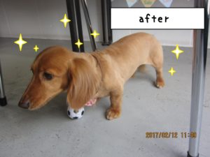 おすましミニチュアダックス