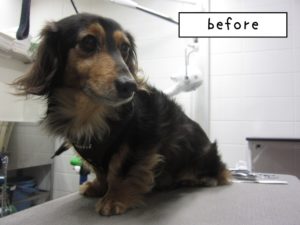 カット前ミニチュアダックス