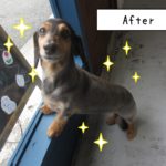 窓際ミニチュアダックス