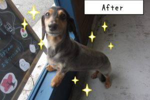 窓際ミニチュアダックス