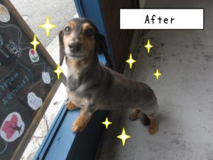 窓際ミニチュアダックス