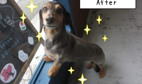 窓際ミニチュアダックス