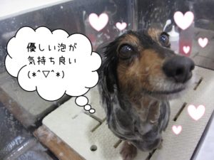 カット中ミニチュアダックス